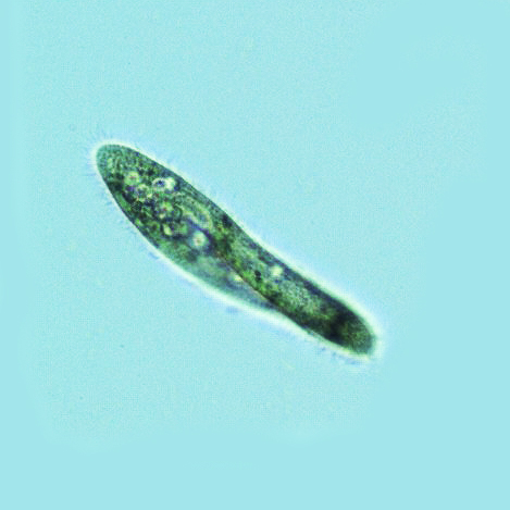 File:Paramecia tetraurelia.jpeg