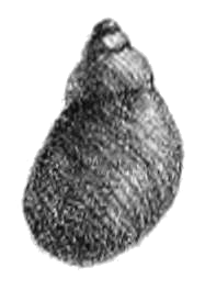 Prestonella nuptialis shell.png
