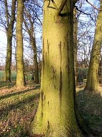 Acute oak decline fig01.jpg