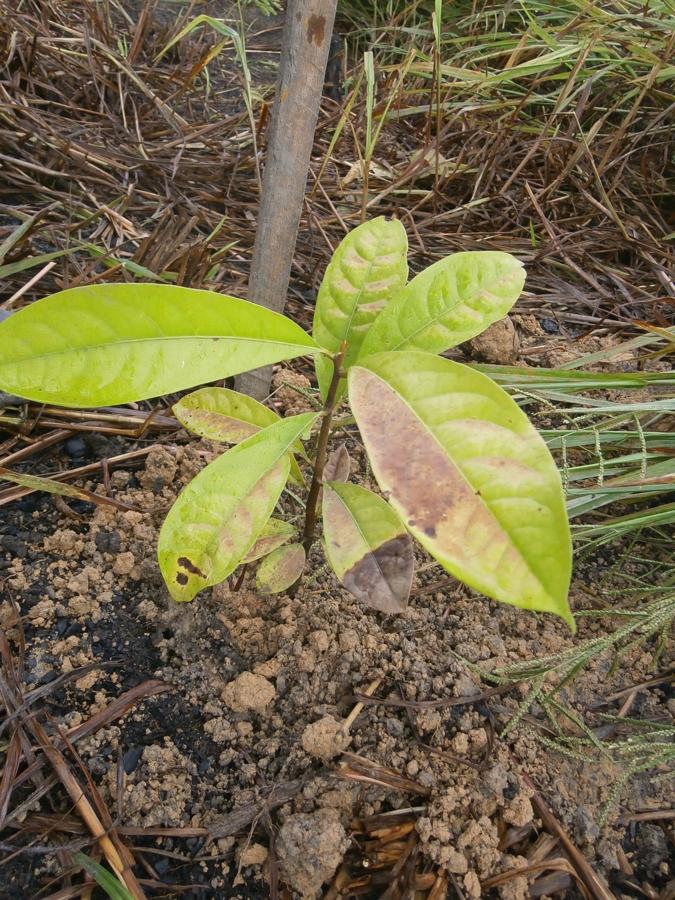 File:Aniba rosaeodora - lauraceae- pau rosa, palo de rosa..JPG - HandWiki