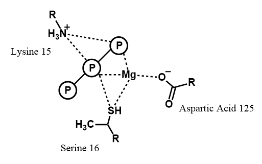 Amino acid residues of nitrogenase that interact with MgATP during catalysis.