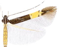 Cosmopterix attenuatella.JPG