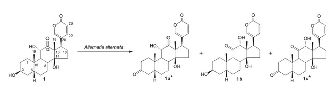 The different metabolites obtained from the biotransformation of arenobufagin by Alternaria alternata