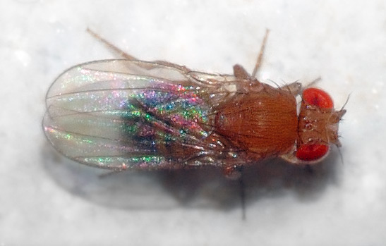 File:Drosophila melanogaster - top (aka).jpg