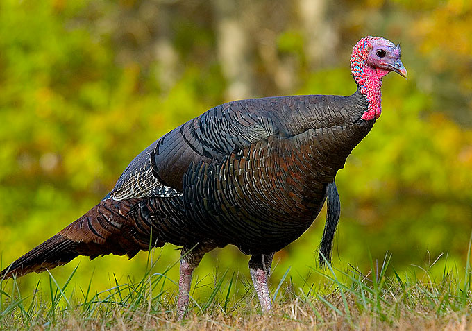File:Wild turkey eastern us.jpg
