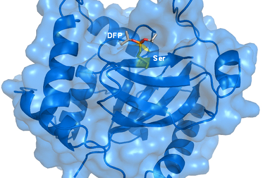 File:Crystal structure of Herpes Simplex Virus Protease-Inhibitor (DFP) complex.jpg