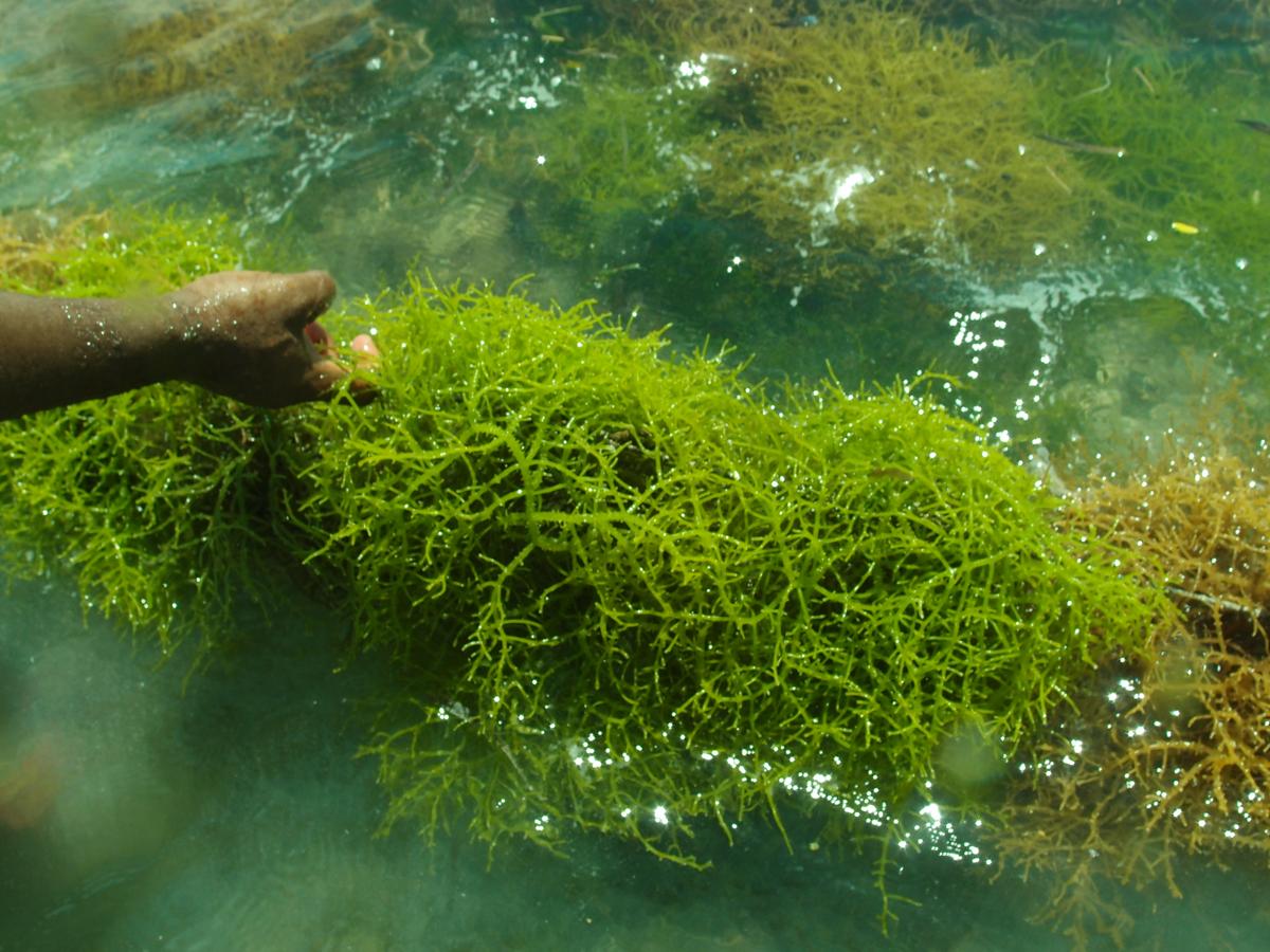 File:Eucheuma denticulatum in an off-bottom cultivation, Bweleo ...