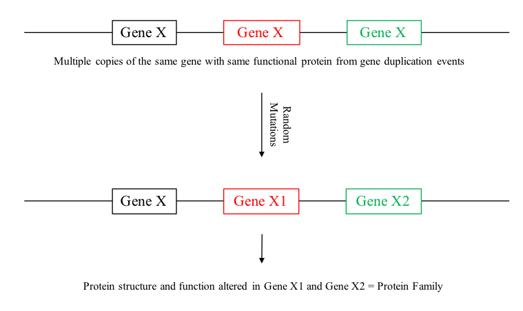 File:Gene families.png