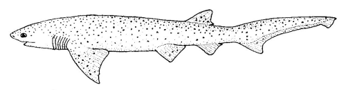 File:Notorynchus cepedianus (Broadnose sevengill shark).gif