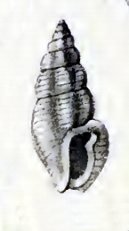 Pseudorhaphitoma averina 001.jpg