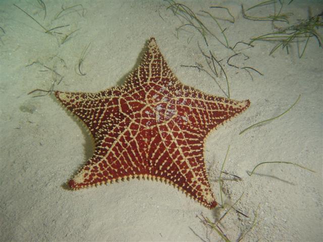File:Starfish.JPG
