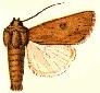 Xylomyges peruviana.JPG