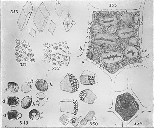 File:Crystalloids and globoids.png