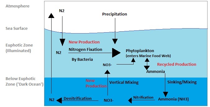 File:Marine Nitrogen Cycle.jpg