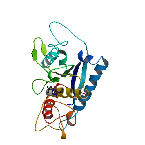 File:PBB Protein ADAM17 image.jpg
