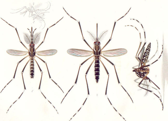 File:Aedes aegypti E-A-Goeldi 1905.jpg