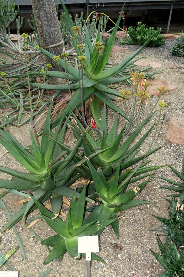 File:Aloe scobinifolia - Botanischer Garten - Heidelberg, Germany ...