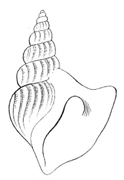 Arrhoges occidentalis (Beck, 1836) illustration.jpg