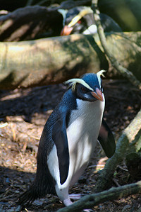 File:Fiordland penguin (Mattern).jpg