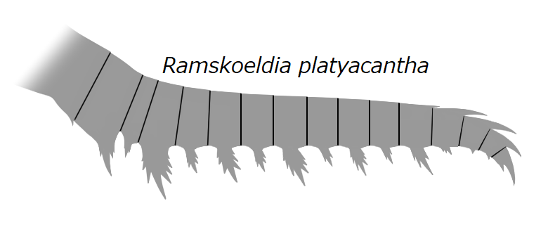 File:20191221 Radiodonta frontal appendage Ramskoeldia platyacantha.png