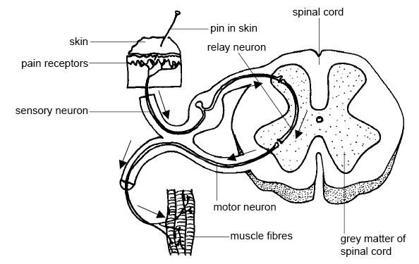File:Anatomy and physiology of animals Relation btw sensory, relay & motor neurons.jpg