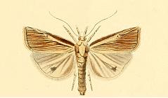 Calamotropha hierichuntica.JPG