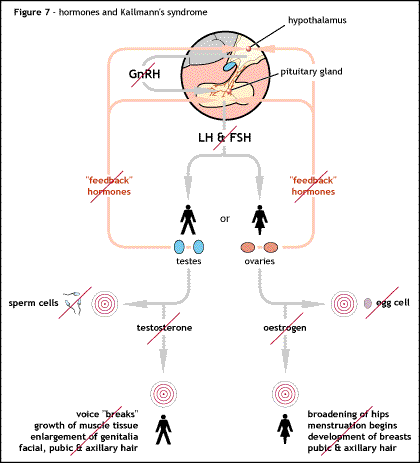 File:Diagram showing the disruption of the hormonal pathways of puberty due to the failure of GnRH release seen in KS and HH.gif