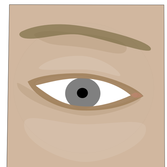 File:Human eye, rendered from Eye.png