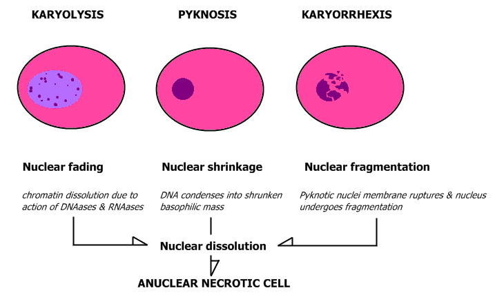 File:Nuclear changes.jpg