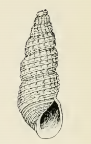 Odostomia oregonensis 001.png