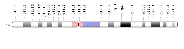 Human chromosome 16 ideogram from GHR