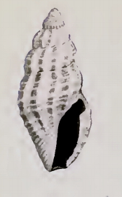 Notocytharella phaethusa 001.jpg