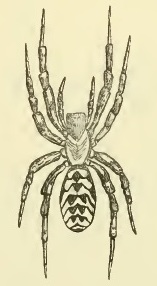 Pacificana cockayni 1904.jpg