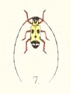 Pseudochariesthes nobilis 1894.jpg