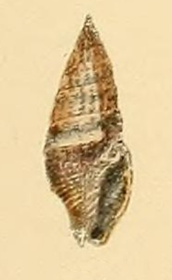 Vexillum semisculptum 001.jpg