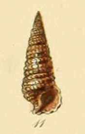 Cerithiopsis tuberculare (Sowerby).jpg