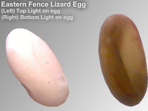 File:EasternFenceLizard Egg.png