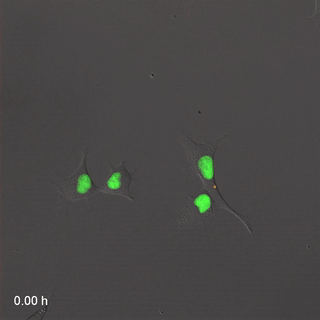 File:Far-Red & Near-infrared Fluorescent Ubiquitination-based Cell Cycle Indicator (FUCCI).gif