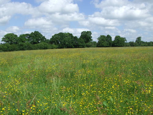 grassland in Europe