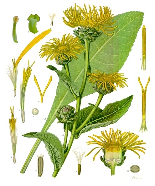 File:Inula helenium - Köhler–s Medizinal-Pflanzen-210.jpg