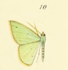 10-Metallochlora militaris (T.P. Lucas, 1891).JPG
