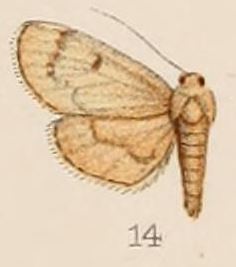 14-Rehima hypostictalis Hampson, 1908.JPG