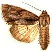 Acronicta thoracica.JPG