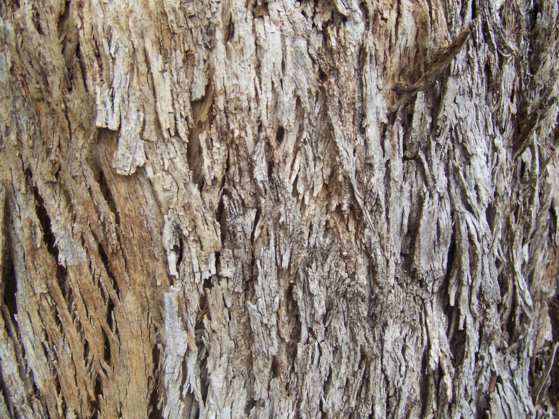 File:Eucalyptus bark.jpg