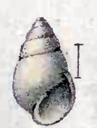 Odostomia inflata 001.png