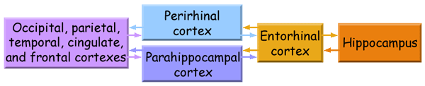 Circuit diagram with the connections of the rhinal cortex