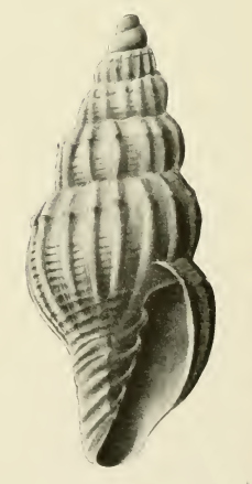 Vexillum acromiale 001.jpg