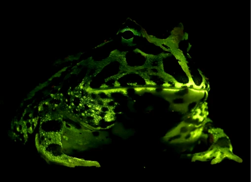 File:Biofluorescence in Ceratophrys cranwelli - 41598 2020 59528 Fig2-bottom (cropped).png