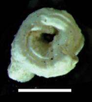 Dendropoma corrodens (10.3897-zookeys.779.24562) Figure 3 (cropped).jpg