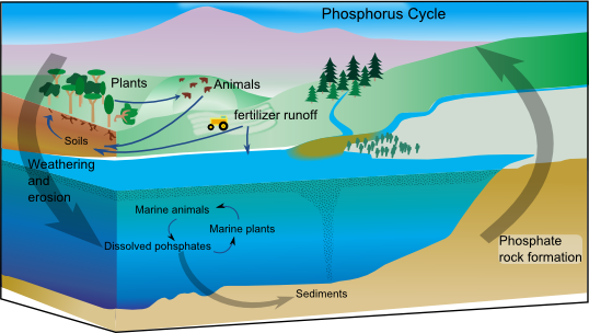 File:Phosphorus cycle.png